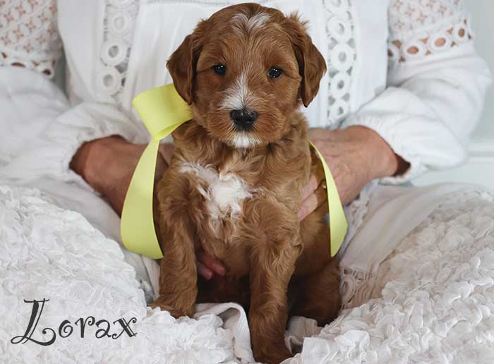 lorax from mayzie and rhodie week 5