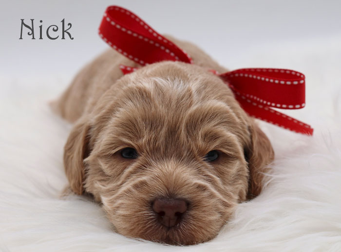 nick from birdie and flirt week 3