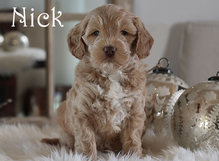 nick from birdie and flirt week 5