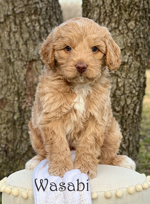 wasabi from tobasco and flirt week 5