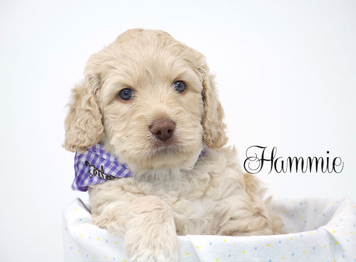 Hammie from Tillie and Dutch week 5