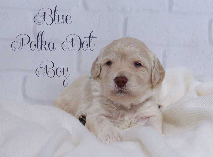 Blue & Pink Dots Boy from Lola and AJ week 3