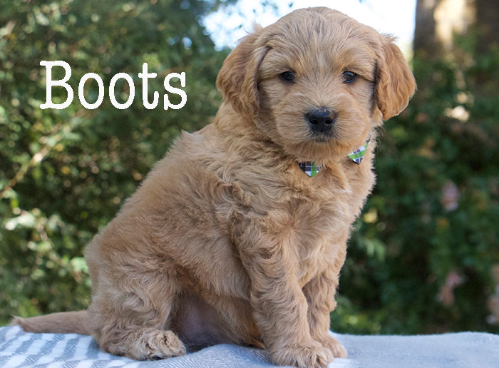 Boots-week 5