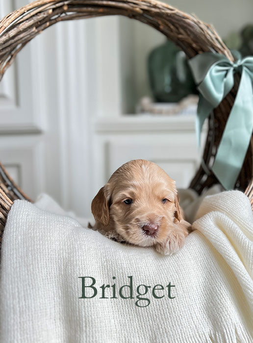 bridget from capri and river week 3