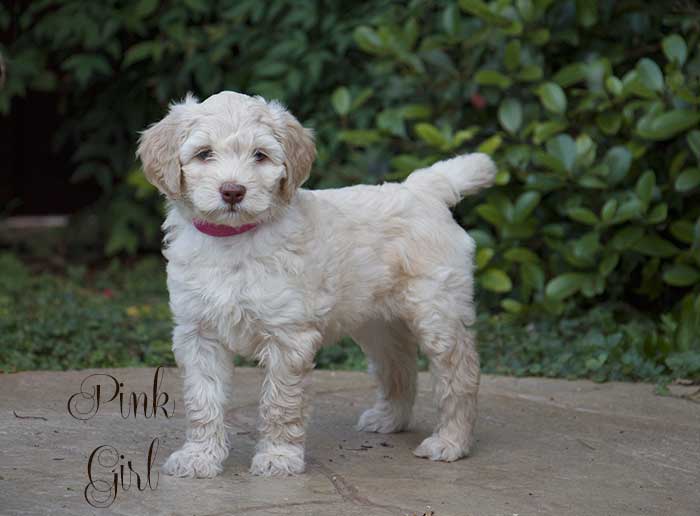 Bright Pink Girl from June and Ben week 7