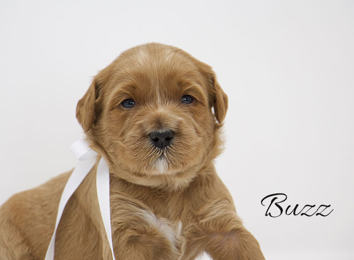 Buzz from Lulu and Finn week 3