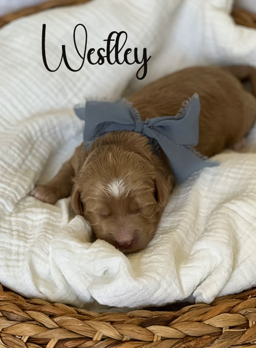 westley from libby and rocky week 1