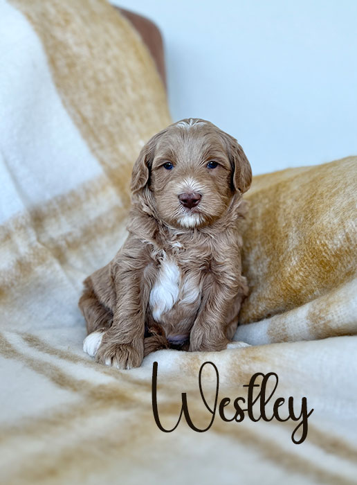 westley from libby and rocky week 4