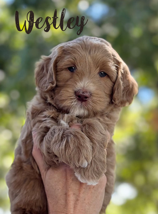 westley from libby and rocky week 6