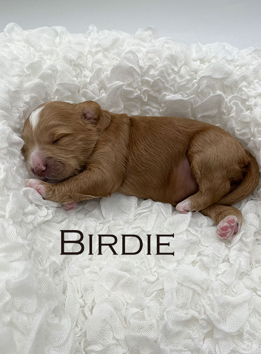 birdie from ellie and boots week 1