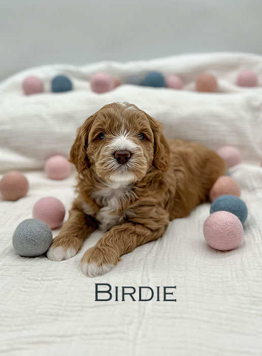 birdie from ellie and boots week 3