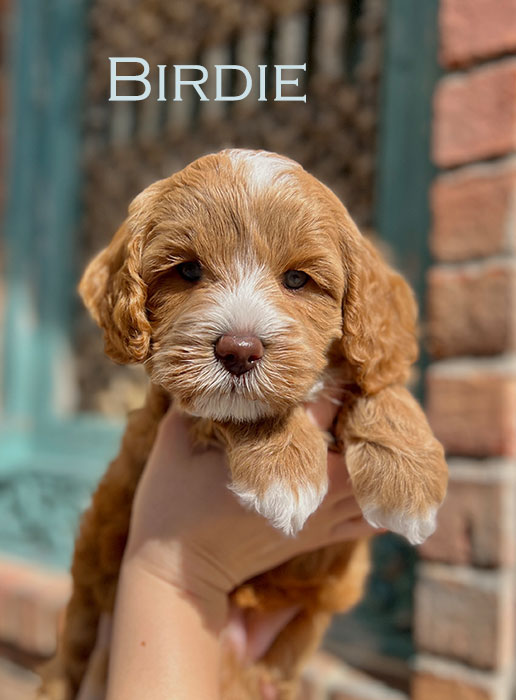 birdie from ellie and boots week 5