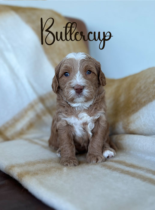 buttercup from libby and rocky week 4