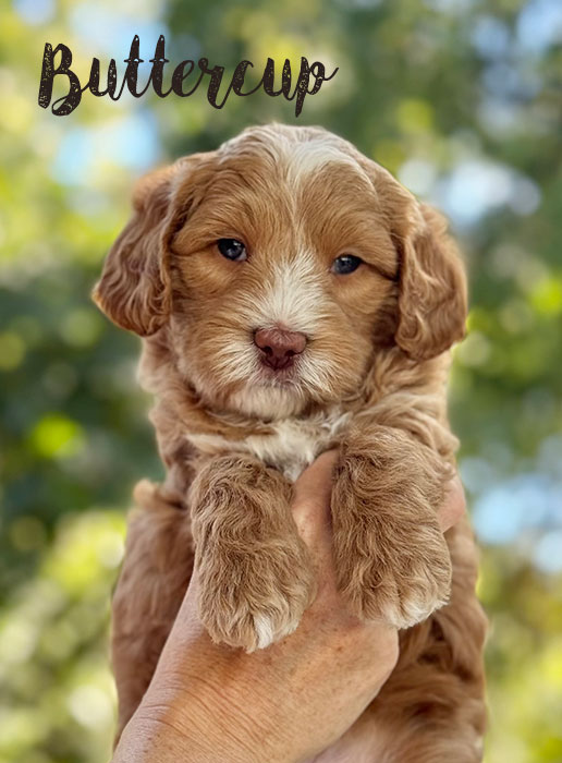 buttercup from libby and rocky week 6