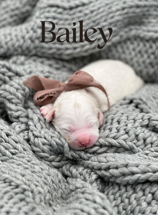 bailey from ellie and rocky week 1