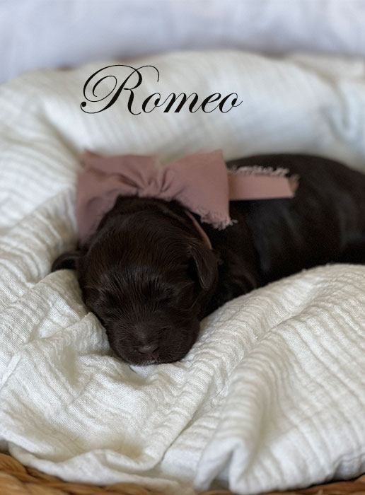 romeo from libby and rocky week 1