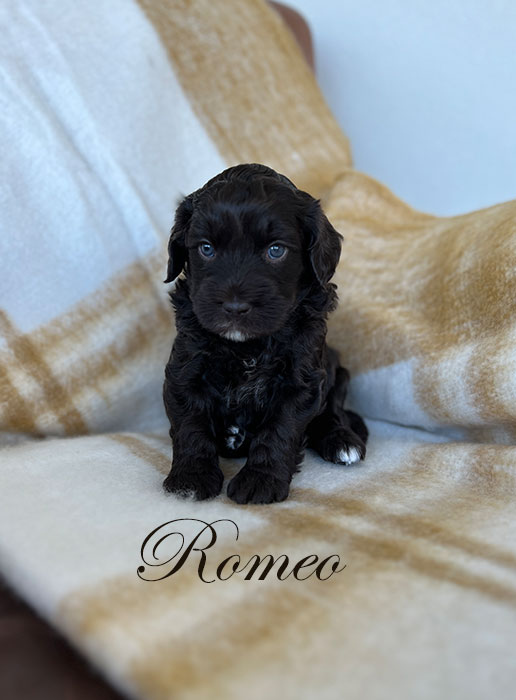 romeo from libby and rocky week 4