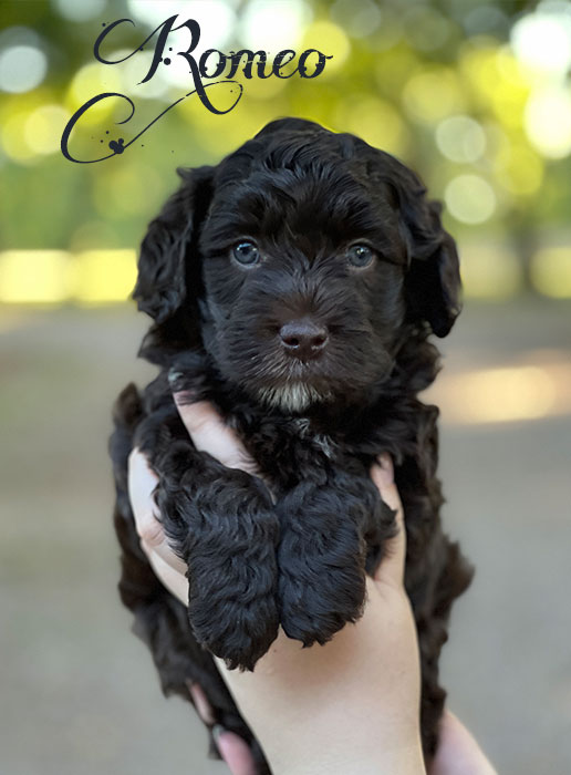 romeo from libby and rocky week 6