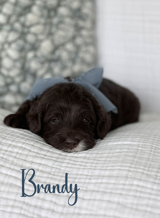 brandy from ellie and rocky week 3