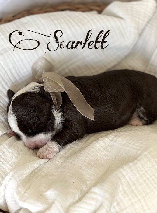 scarlett from libby and rocky week 1