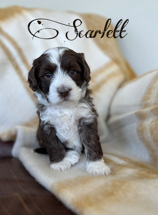 scarlett from libby and rocky week 4