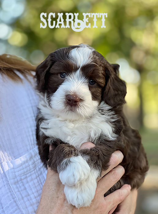 scarlett from libby and rocky week 6