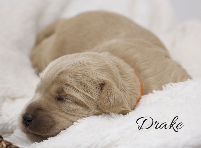 Drake from Jules and Rhodie week 1