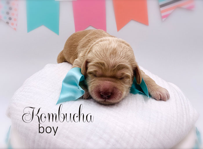 kombucha from tillie and ben week 1