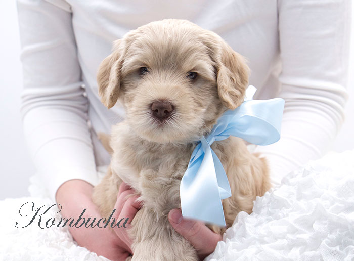 kombucha from tillie and ben week 5