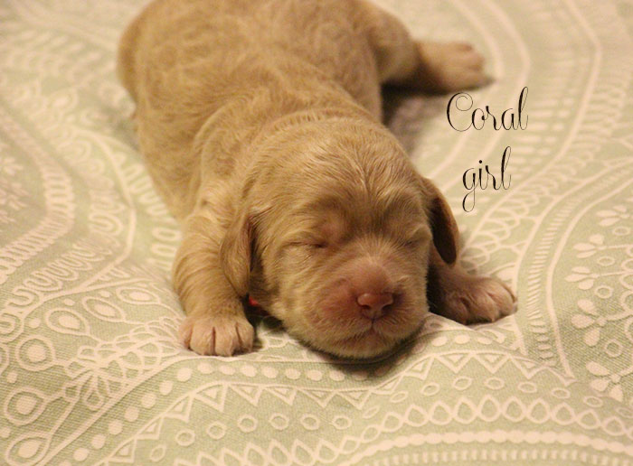 Coral Girl from Georgy and AJ week 1