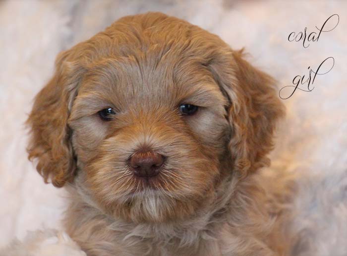 Coral Girl from Georgy and AJ week 5