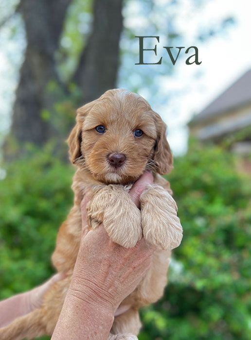 eva from capri and river week 5