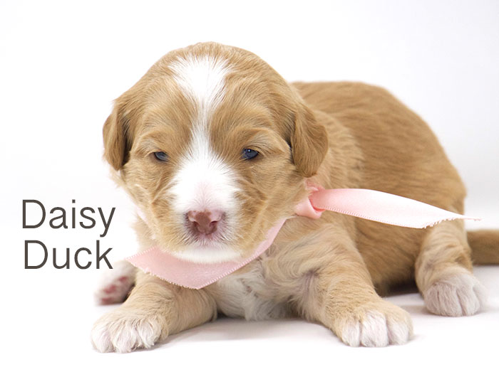 Daisy Duck from Tallulah and Rhodie week 3