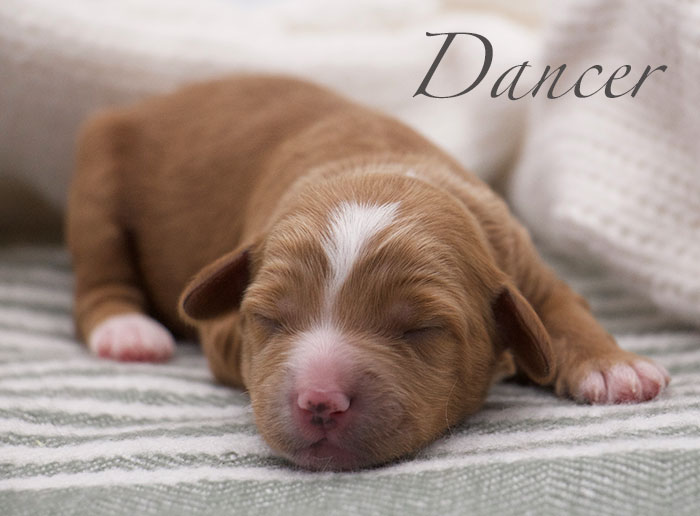 Dancer from Mayzie and Rhodie week 1