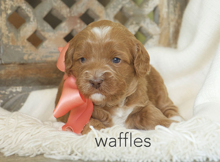 Waffles from london and rhodie week three