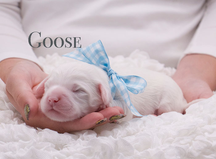 goose from penny and rhodie week 1