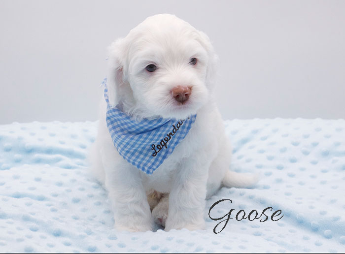 goose from penny and rhodie week 5