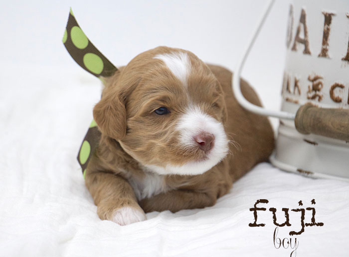 Fuji from Lizzie and Rhodie week 3