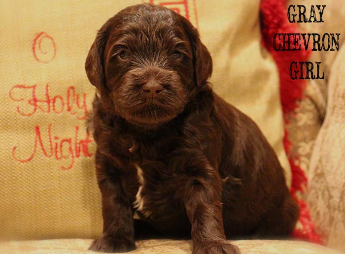 Gray Chevron Girl from Georgy and AJ week 3