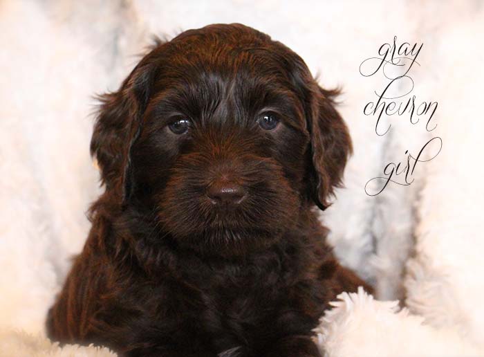 Gray Chevron Girl from Georgy and AJ week 5