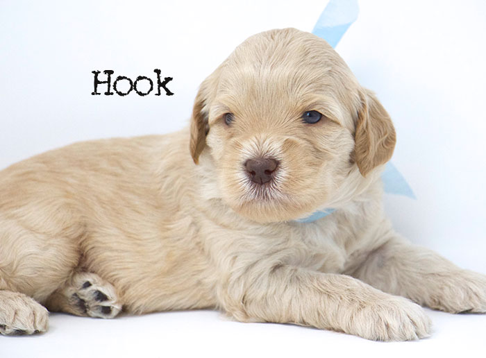 Hook from Jules and Rhodie week 3