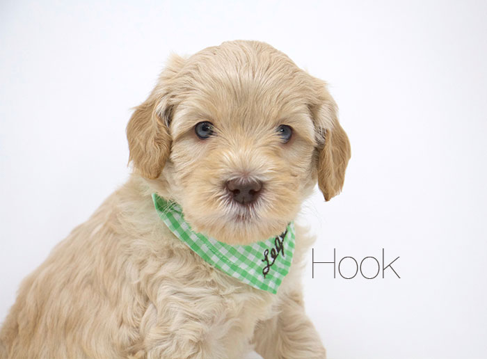 Hook from Jules and Rhodie week 5