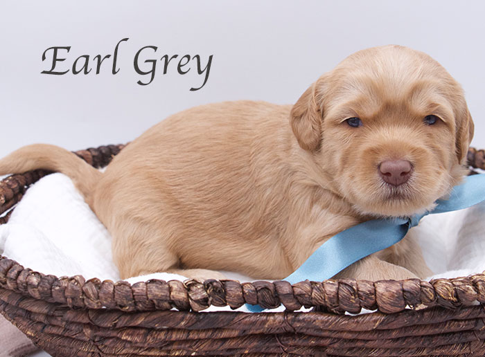 earl gray from tillie and ben week 3