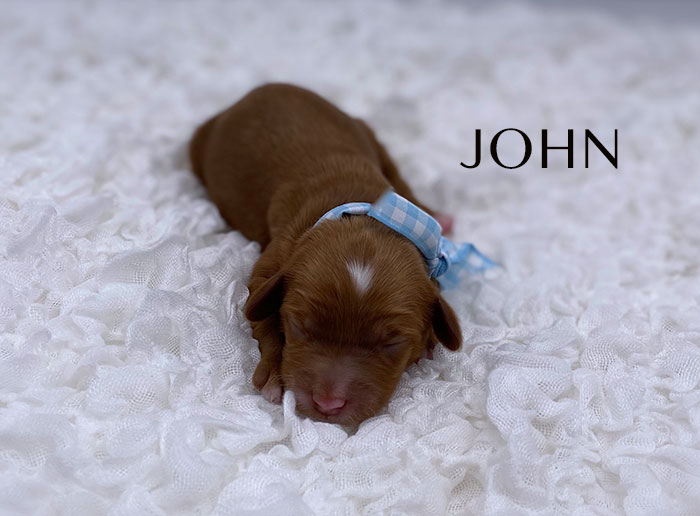 John from lulu and rhodie week 1