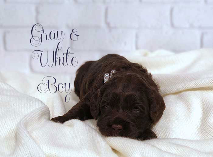 Gray & White Boy from Lola and AJ week 3