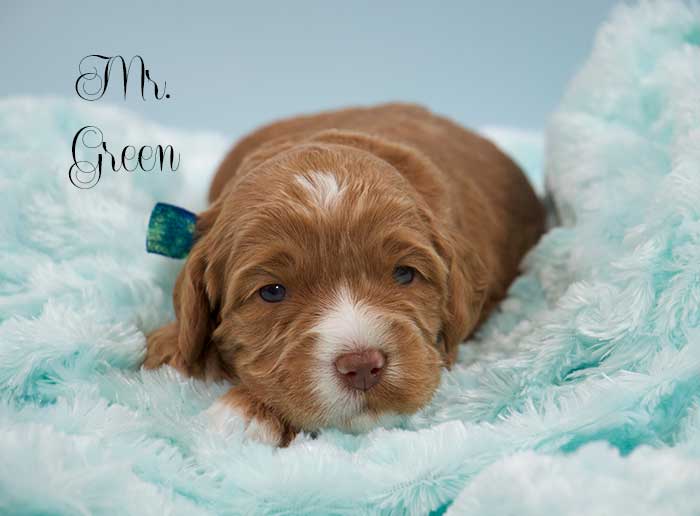 Green Boy from Lizzie and Rhodie week 3