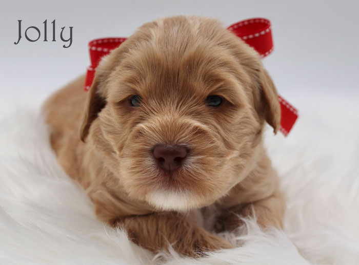 jolly from birdie and flirt week 3