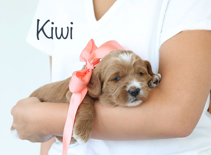 kiwi from birdie and river week 3