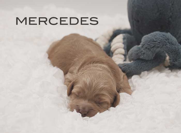 mercedes from annie and finn week 1