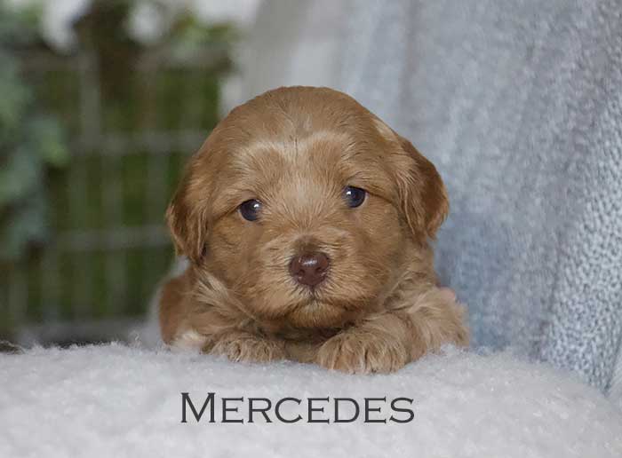 mercedes from annie and finn week 3